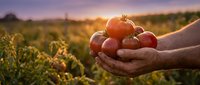 Farmer hands holding fresh ripe tomatoes at sunset in agricultural field. Organic harvest concept for healthy eating and sustainable farming practices.