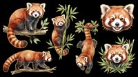 Red panda isolated on transparent background, ready for t-shirt design, clipart, stickers, sublimation and print-on-demand products. Multiple poses and angles included.