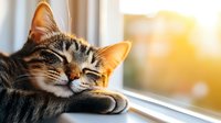 Peaceful tabby cat napping by window in warm sunlight, head resting on paw with content expression. Natural morning light creates cozy atmosphere for pet photography.