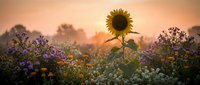 Single sunflower stands tall among colorful wildflowers during golden hour sunset creating dreamy agricultural landscape for nature photography and farming content.