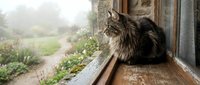Fluffy tabby cat sitting on wooden windowsill looking outside at garden path on misty morning. Cozy domestic scene with natural lighting and peaceful atmosphere.