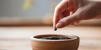 Female hand dropping seed into small wooden pot with soil, gardening concept for home planting and sustainable living.