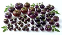 Fresh purple tomatoes and cherry tomatoes with green leaves isolated on white background for healthy cooking and organic food design projects.
