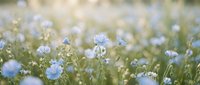 Delicate blue wildflowers blooming in soft sunlight creating dreamy natural background for spring and summer designs with shallow depth of field effect.
