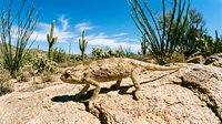 Desert lizard basking on rocky terrain with saguaro cacti and ocotillo plants under bright blue sky in arid southwestern landscape for nature wildlife photography.