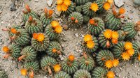 Small barrel cacti with vibrant orange blooms clustered in desert landscape. Succulent garden design element for xerophyte landscaping projects.