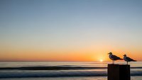Two seagulls perched on wooden post watching golden sunrise over calm ocean waves with peaceful morning sky gradient from orange to blue.