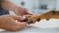 Veterinarian examining dog paw in clinic. Professional pet healthcare, medical checkup, animal wellness, paw inspection for injury or infection treatment.