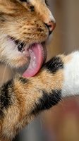 Close-up of an orange and white tabby cat with tongue out, showing playful expression and pink mouth. Suitable for pet care, animal behavior, and feline-related content.