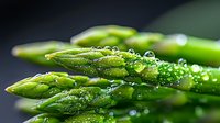 Fresh green asparagus spears with water drops and morning dew in macro view against dark background, raw organic vegetables with natural moisture.