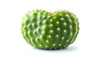 Heart shaped green prickly pear cactus pad with white thorns and spines isolated on white background, natural botanical design element for creative projects.