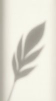 Soft plant leaf shadow cast on neutral beige wall creating minimalist botanical silhouette for modern interior design and natural home decor concepts.