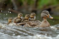 Female mallard duck swimming with four ducklings on rippled water surface, water droplets splashing around them in natural environment.