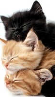 Adorable sleeping kittens cuddling together, black and ginger cats napping in a pile on white background, perfect for pet care or animal adoption campaigns.