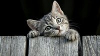 Curious tabby kitten peeking over wooden fence with paws visible, looking upward with wide eyes against dark background. Suitable for pet, animal, and greeting card designs.