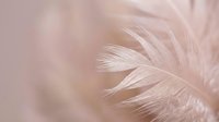 Soft pink feather macro with delicate texture and gentle lighting for spa wellness beauty backgrounds.