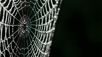 Spider web covered in morning dew drops against dark background, intricate natural pattern with water droplets creating delicate geometric design for nature concepts.