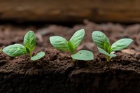 Young green seedlings growing in rich brown soil, showing early plant development stages with fresh cotyledon leaves emerging from fertile earth. Perfect for gardening concepts.