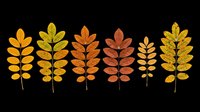 Autumn leaf branches in warm orange, yellow, and brown tones isolated on transparent background. Ready for t-shirt designs, clipart, stickers, print-on-demand products, and sublimation projects.