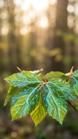 Fresh green leaves with water droplets glistening in warm sunlight with soft bokeh background creating peaceful natural atmosphere for wellness and growth concepts.