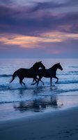 Two horses galloping through ocean waves at sunset with dramatic purple and pink sky creating romantic silhouettes on beach for travel and nature concepts.