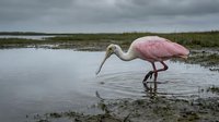 Roseate spoonbill wading bird feeding in shallow wetland water under dramatic cloudy sky, pink plumage wildlife photography for nature conservation.