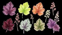 Watercolor autumn leaves and wildflowers isolated on transparent background. Ready for t-shirt design, clipart, stickers, sublimation, print-on-demand products, and digital crafts.