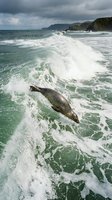 Seal riding ocean wave in shallow coastal waters with rocky cliffs and stormy sky, suitable for wildlife and nature editorial use.