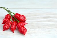 Fresh red Carolina Reaper chili peppers bunch on white wooden background with copy space for spicy cooking and hot sauce preparation.