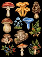 Mushroom and fungi collection featuring various species isolated on transparent background, ready for clipart, t-shirt design, stickers, sublimation, and print-on-demand projects.