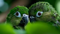 Green parrots in close-up view showing detailed feathers and expressive eyes, two birds facing each other against blurred natural background creating intimate moment.