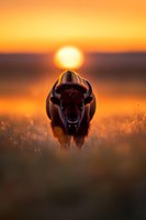 Majestic bison standing in golden prairie grass at sunset, sun creating dramatic silhouette and backlight effect against orange sky, wildlife photography composition.
