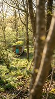 Colorful wooden shed nestled among tall trees in lush forest clearing, surrounded by green foliage and natural woodland landscape for outdoor and nature concepts.
