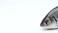 Fresh raw fish head with silver scales and bright yellow eye isolated on white background for culinary and seafood cooking concepts.