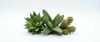 Isolated green succulent plants with textured leaves arranged on white background, ready for design projects, web graphics, and botanical illustrations.