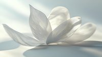 Delicate white magnolia petals in soft morning light creating ethereal atmosphere with gentle shadows and dreamy bokeh effect for wellness and spa designs.