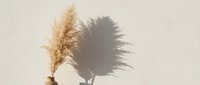 Dried pampas grass plume casting dramatic shadow on neutral wall, minimalist botanical still life composition for interior design and home decor projects.