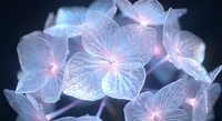 Ethereal translucent hydrangea flowers with luminous veins and soft glowing light effects on dark background for dreamy botanical design projects.