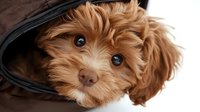 Adorable brown Maltipoo puppy with expressive eyes peeks out from cozy brown travel carrier, showcasing sweet curious expression and fluffy fur.