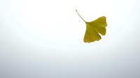 Single yellow ginkgo leaf isolated on white background for autumn design projects and botanical illustrations.