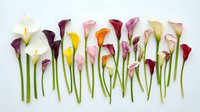 Colorful calla lily flowers with green stems arranged in a flat lay composition on white background, suitable for floral design, wedding invitations, and botanical artwork.