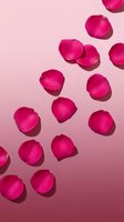 Vibrant pink rose petals scattered on gradient pink background with soft shadows creating romantic floral composition for wedding and beauty designs.