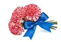 Red and pink carnation flowers with blue ribbon bow isolated on white background, suitable for greeting cards, floral arrangements, and celebration designs.