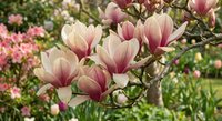 Pink magnolia flowers blooming on tree branches in spring garden with soft natural lighting and blurred background for seasonal decorating projects.