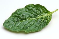Fresh green spinach leaf with detailed texture and veins isolated on white background, suitable for healthy eating and nutrition content.