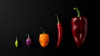 Colorful hot chili peppers arranged in size order on black background showcasing spicy variety from mild to extremely hot for culinary cooking.