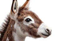 Close up portrait of young brown and white donkey foal head against white background, showing detailed facial features and soft fur texture.