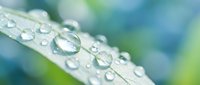 Fresh morning dew drops on green leaf surface with soft bokeh background creating natural water pearls for wellness and environmental concepts.