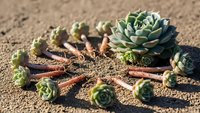 Succulent plants and cinnamon sticks arranged on sandy soil surface creating natural spa wellness composition for aromatherapy and botanical design projects.