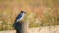 Blue jay perched on wooden fence post in natural meadow setting with wildflowers and soft bokeh background for wildlife and nature projects.